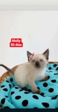 Molly