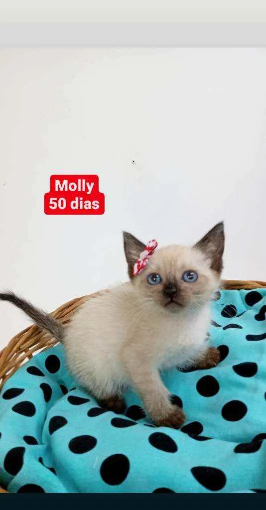 Gato ra a Srd idade Abaixo de 2 meses nome Molly