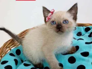 Gato raça Srd idade Abaixo de 2 meses nome Molly