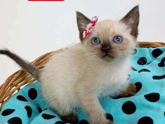 Gato ra a Srd idade Abaixo de 2 meses nome Molly