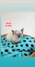 Molly