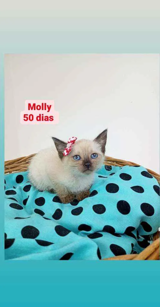 Gato ra a Srd idade Abaixo de 2 meses nome Molly
