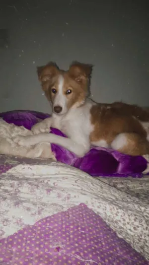 Cachorro raça Vira lata idade 7 a 11 meses nome Meggie