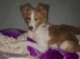 Meggie
