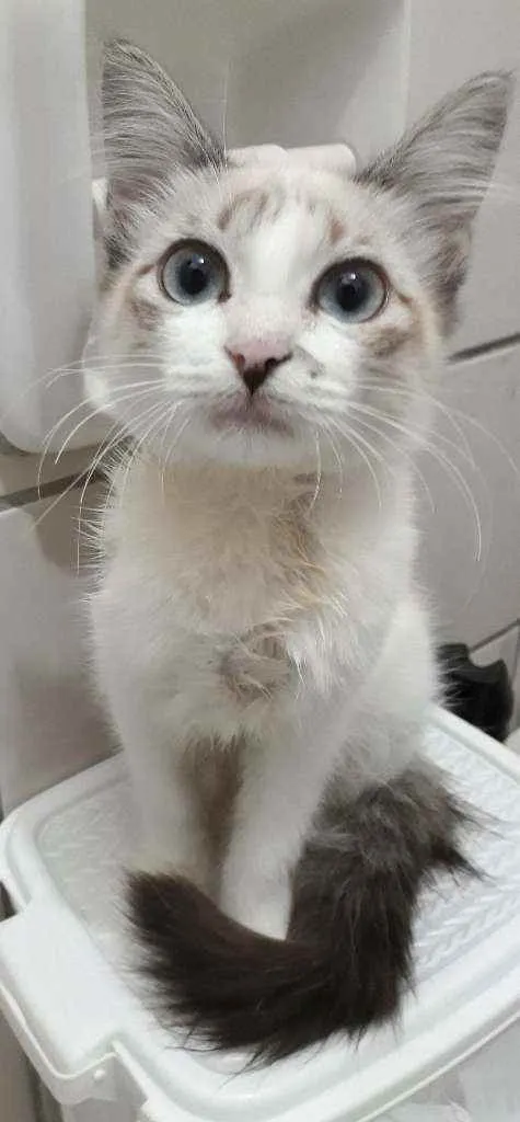 Gato ra a SRD idade 2 a 6 meses nome Zeca