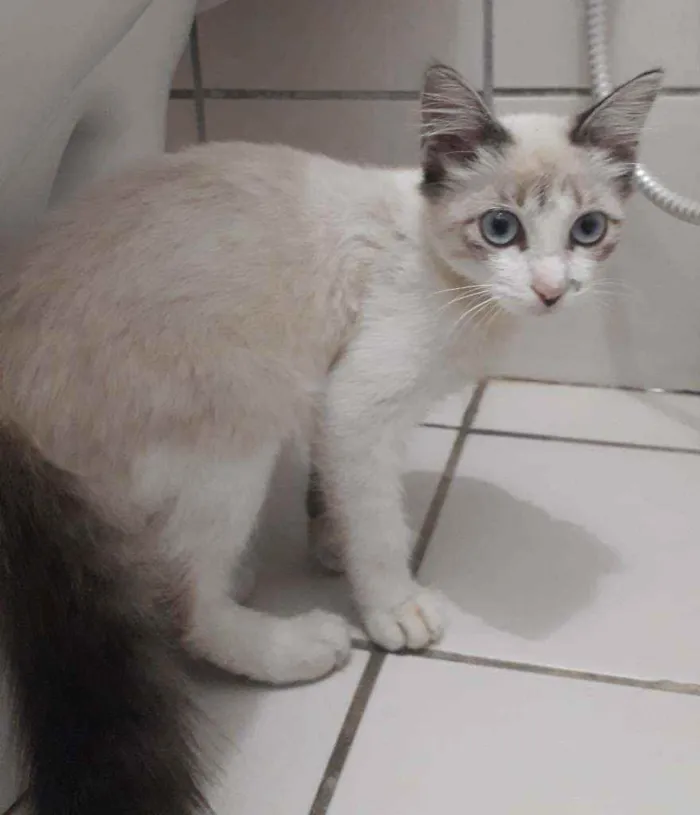 Gato ra a SRD idade 2 a 6 meses nome Zeca