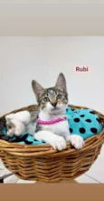 Rubi