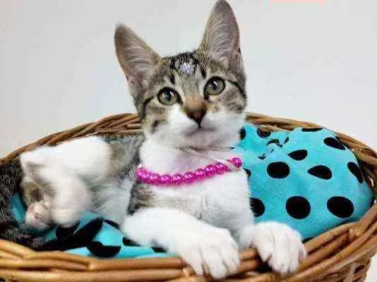 Gato ra a Srd idade Abaixo de 2 meses nome Rubi