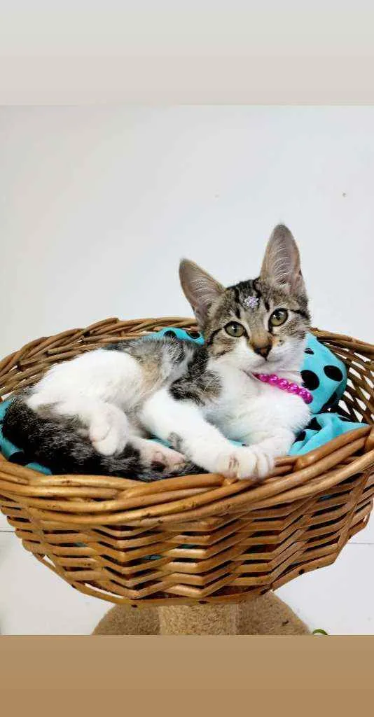 Gato ra a Srd idade Abaixo de 2 meses nome Rubi