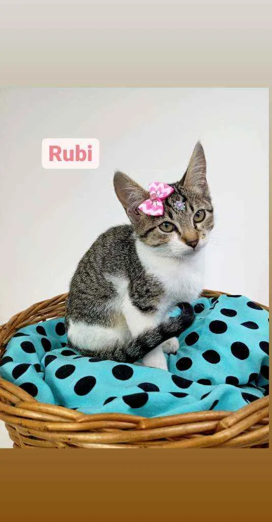Gato ra a Srd idade Abaixo de 2 meses nome Rubi