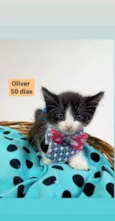 Oliver