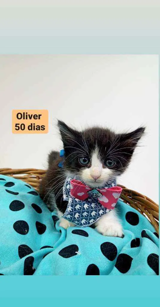 Gato ra a Srd idade Abaixo de 2 meses nome Oliver