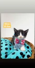 Oliver