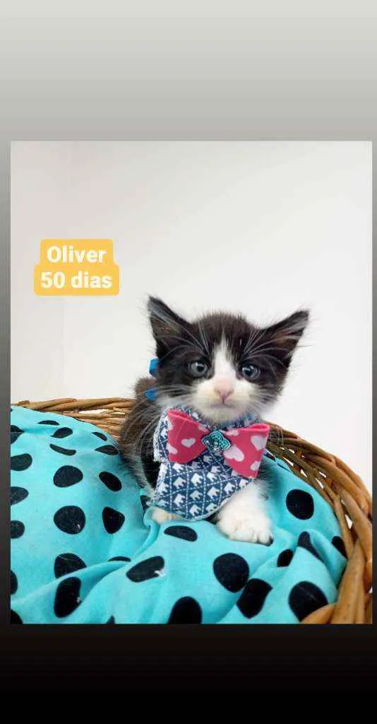 Gato ra a Srd idade Abaixo de 2 meses nome Oliver