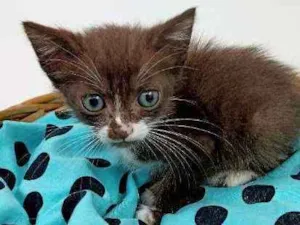 Gato raça Srd idade Abaixo de 2 meses nome Brown