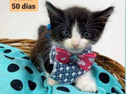 Gato ra a Srd idade Abaixo de 2 meses nome Oliver