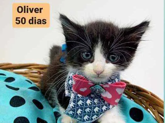 Gato ra a Srd idade Abaixo de 2 meses nome Oliver