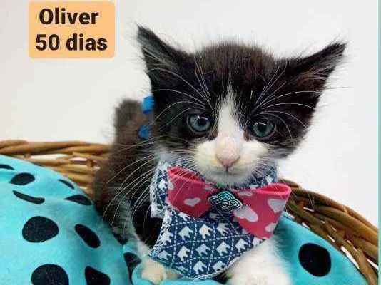 Gato ra a Srd idade Abaixo de 2 meses nome Oliver