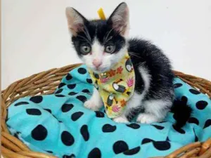 Gato raça Srd idade Abaixo de 2 meses nome Ozzy