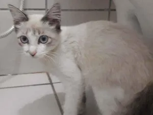 Gato raça SRD idade 2 a 6 meses nome Zeca