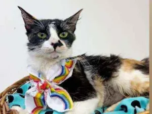 Gato raça Srd idade 2 a 6 meses nome Cleo