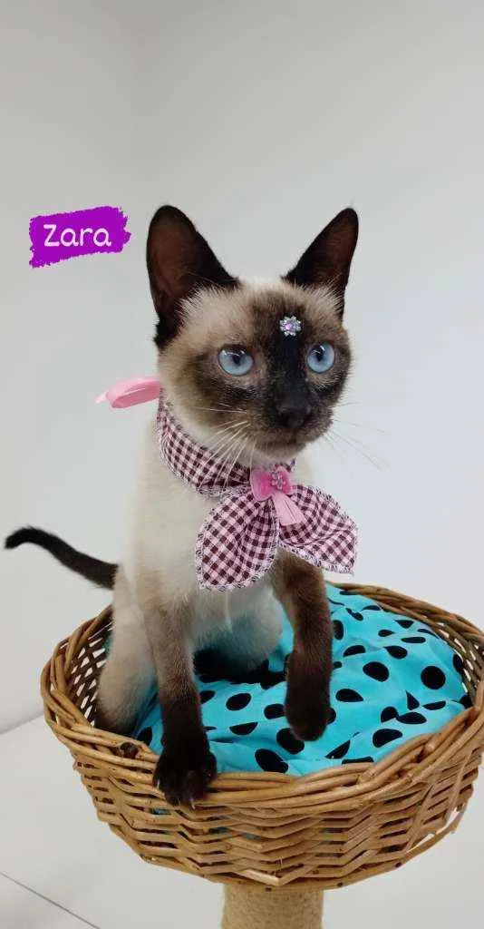Gato ra a Srd idade 2 a 6 meses nome Zara