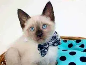 Gato raça Srd idade Abaixo de 2 meses nome Dom