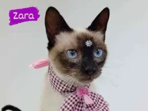 Gato raça Srd idade 2 a 6 meses nome Zara