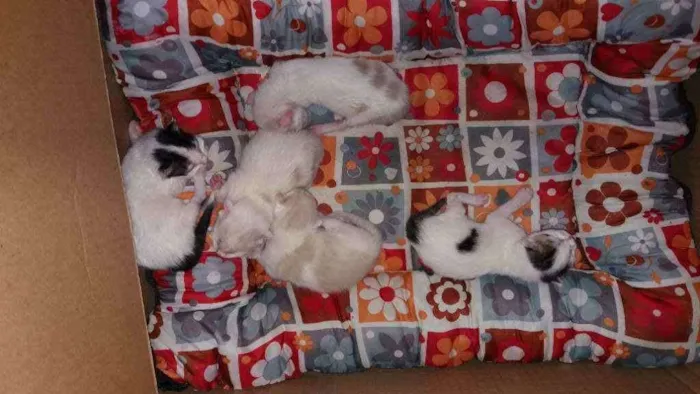 Gato raça Mestiço   idade Abaixo de 2 meses nome Filhote 1 
