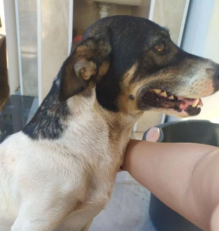 Cachorro ra a Basset com Vira Lata idade 4 anos nome Suky