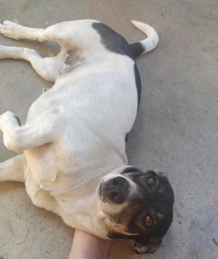 Cachorro ra a Basset com Vira Lata idade 4 anos nome Suky