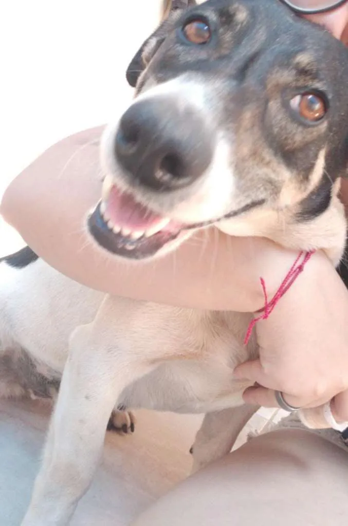 Cachorro ra a Basset com Vira Lata idade 4 anos nome Suky