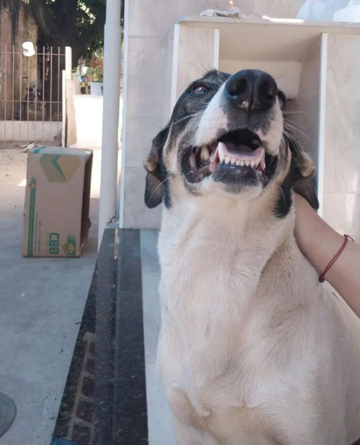 Cachorro ra a Basset com Vira Lata idade 4 anos nome Suky