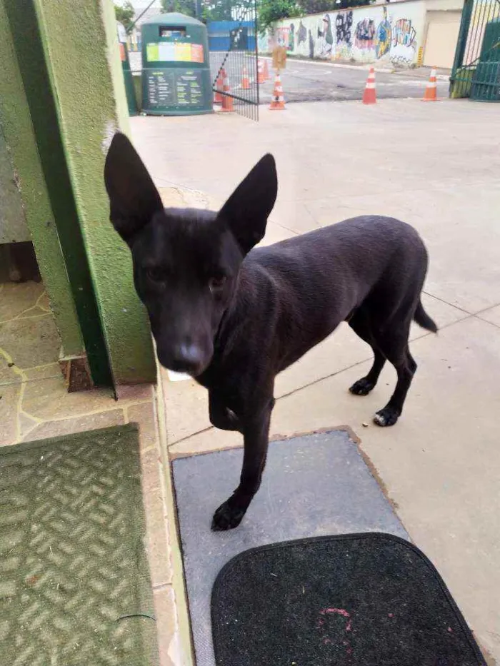 Cachorro ra a Srd idade 2 anos nome Preto