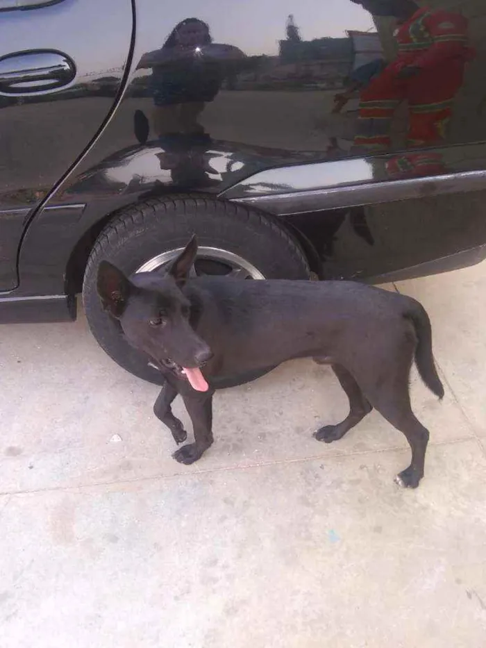 Cachorro ra a Srd idade 2 anos nome Preto