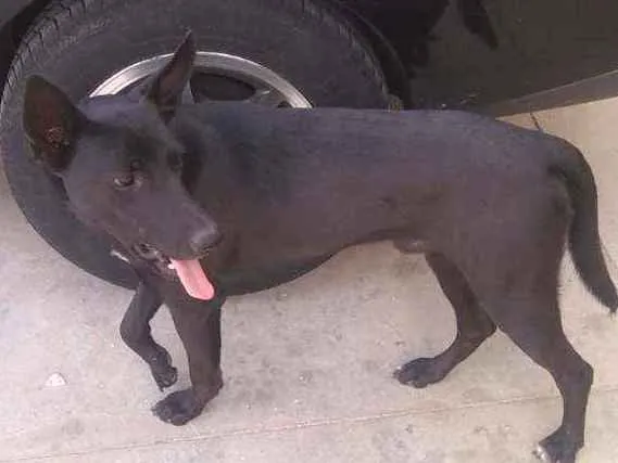 Cachorro ra a Srd idade 2 anos nome Preto