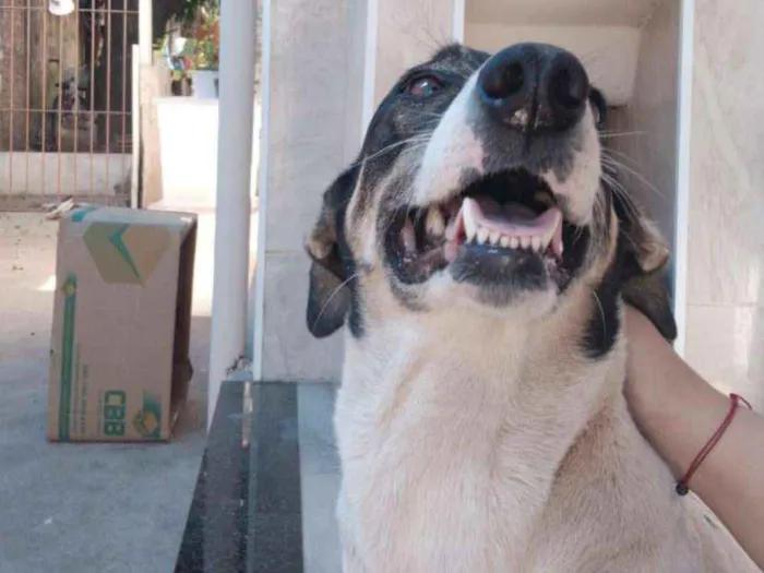 Cachorro ra a Basset com Vira Lata idade 4 anos nome Suky