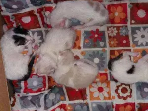 Gato raça Mestiço   idade Abaixo de 2 meses nome Filhote 1 