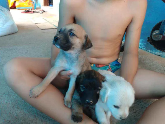 Cachorro raça viralata  idade Abaixo de 2 meses nome Não tem ainda 