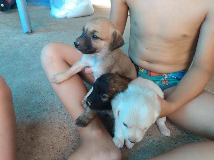 Cachorro raça viralata  idade Abaixo de 2 meses nome Não tem ainda 