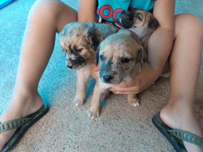 Cachorro raça viralata  idade Abaixo de 2 meses nome Não tem ainda 