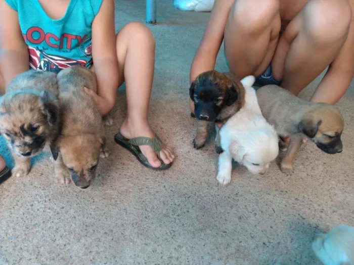 Cachorro raça viralata  idade Abaixo de 2 meses nome Não tem ainda 