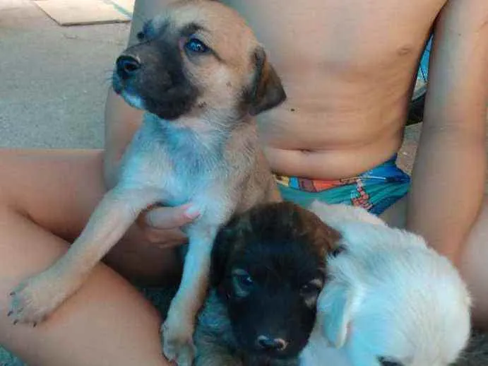 Cachorro raça viralata  idade Abaixo de 2 meses nome Não tem ainda 
