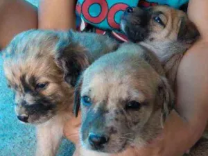Cachorro raça viralata  idade Abaixo de 2 meses nome Não tem ainda 