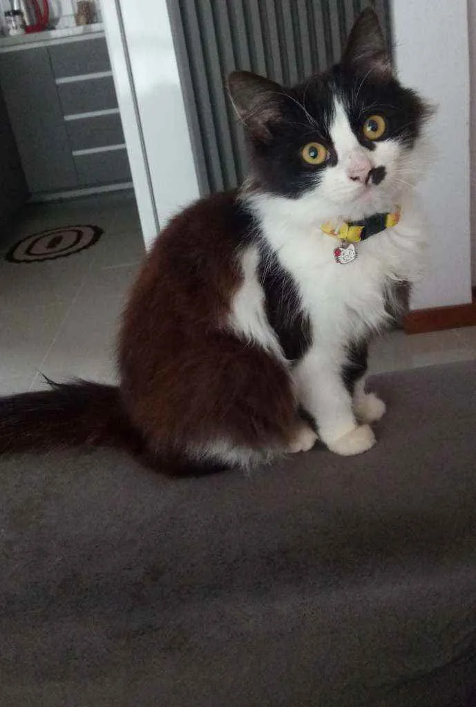 Gato ra a  idade 2 a 6 meses nome Meg