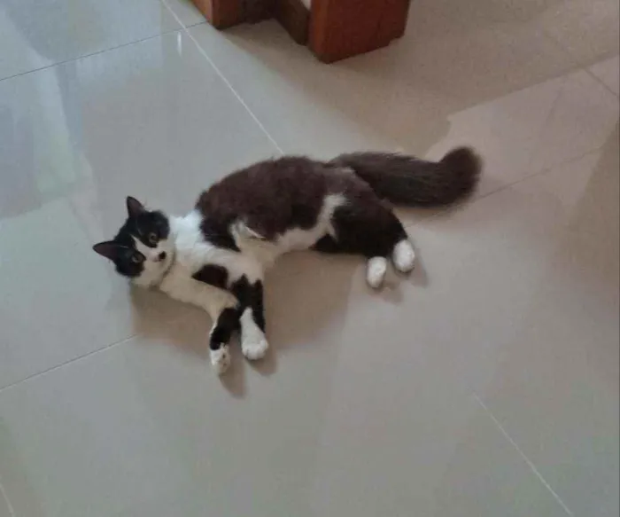 Gato ra a  idade 2 a 6 meses nome Meg