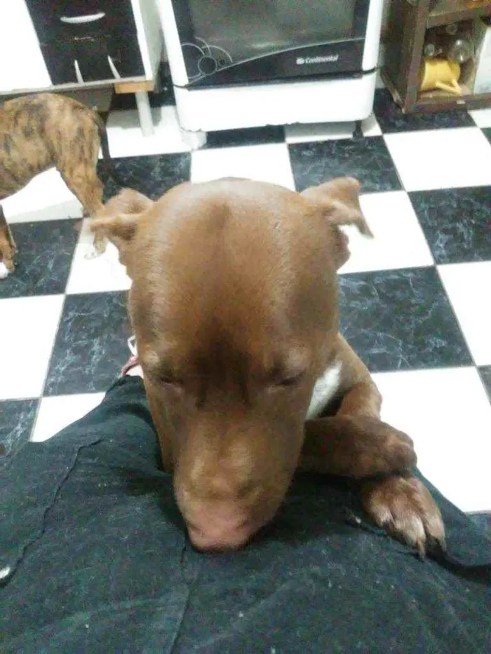 Cachorro ra a Labrador idade 1 ano nome Zeus