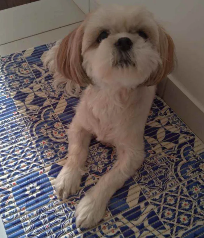 Cachorro ra a Lhasa Apso idade 6 ou mais anos nome Doly