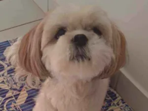 Cachorro raça Lhasa Apso idade 6 ou mais anos nome Doly