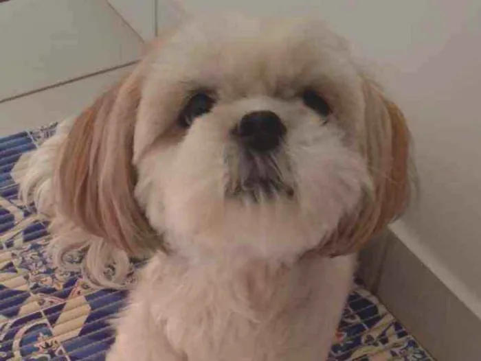 Cachorro ra a Lhasa Apso idade 6 ou mais anos nome Doly